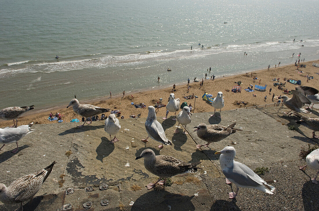 A Flock Of Herring Gulls (Larus Argentatus) At The Seaside With Holiday Makers On The Beach Below,Ramsgate,Thanet,Kent,England
