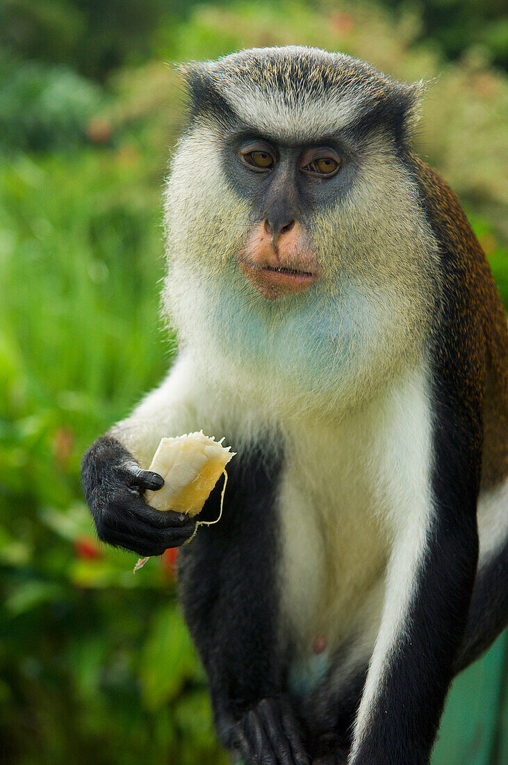 Caribbean,Mona Monkey at Grand Etang National Park,Grenada