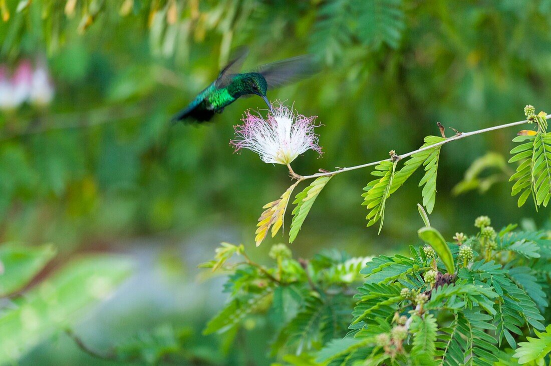 France,French Guiana,Cayenne,The Kaw Marsh Nature Reserve,green tailed goldenthroat hummingbird (Polytmus theresiae)