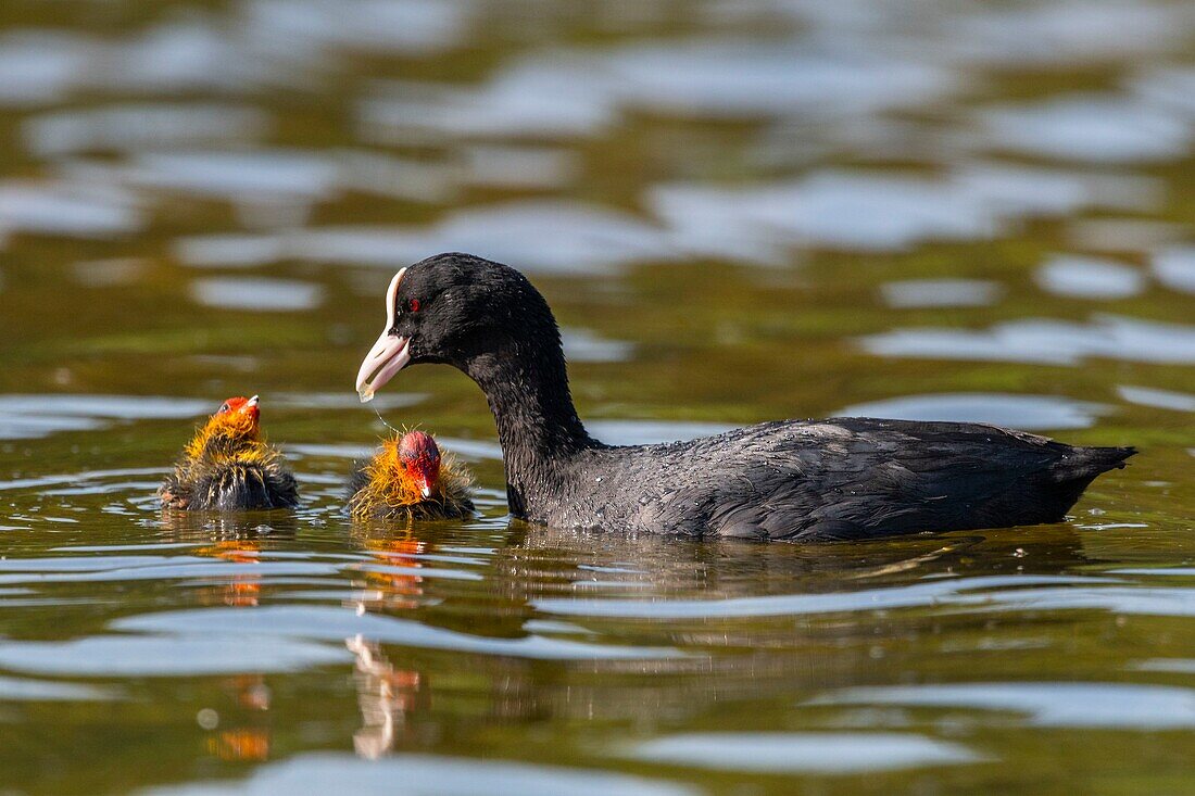 France,Somme,Bay of Somme,Natural Reserve of the Bay of Somme,Saint-Quentin-en-Tourmont,Marquenterre Ornithological Park,Coot (Fulica atra - Eurasian Coot): feeding of young brood by the adults who seek plants at the bottom of the water for their chicks or give them insects and larvae