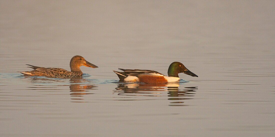 France,Somme,Baie de Somme,Le Crotoy,Northern Shoveler (Spatula clypeata) in the marsh