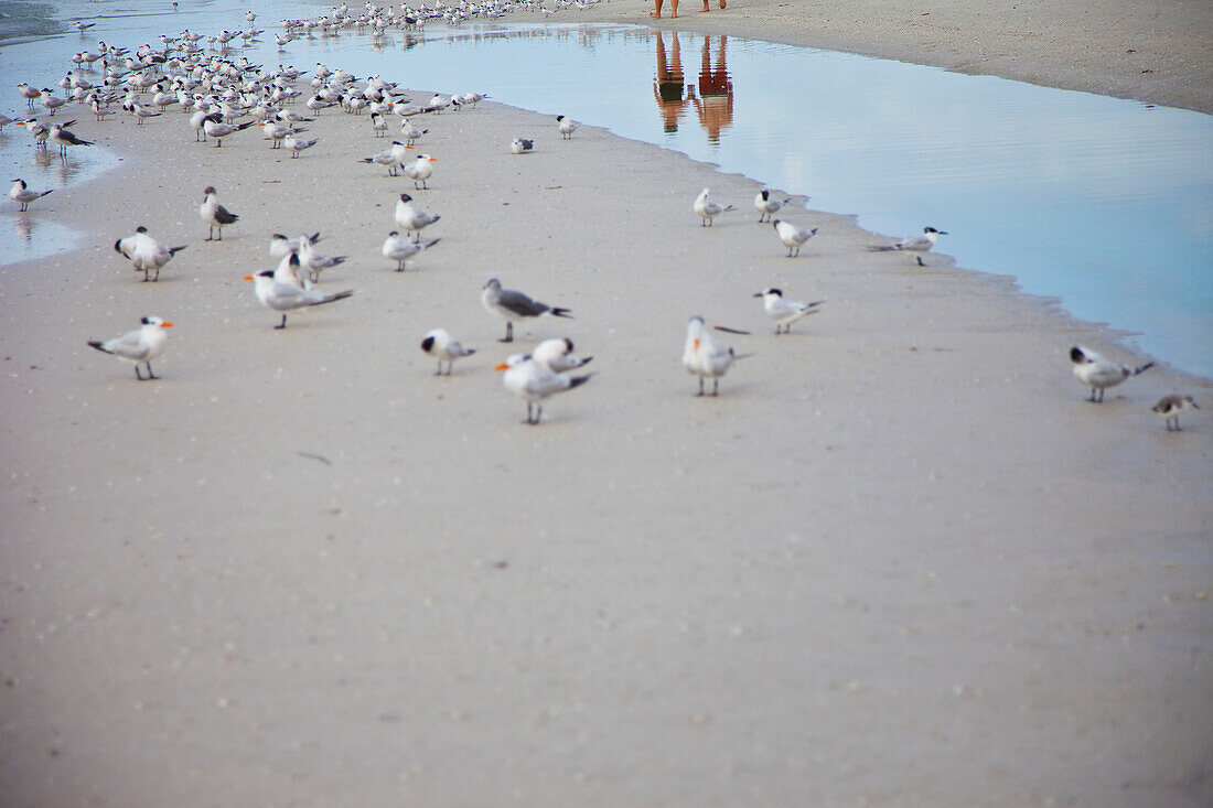 Usa,Florida,Couple Reflected In Water With Seagulls Flock In Foreground,Sarasota