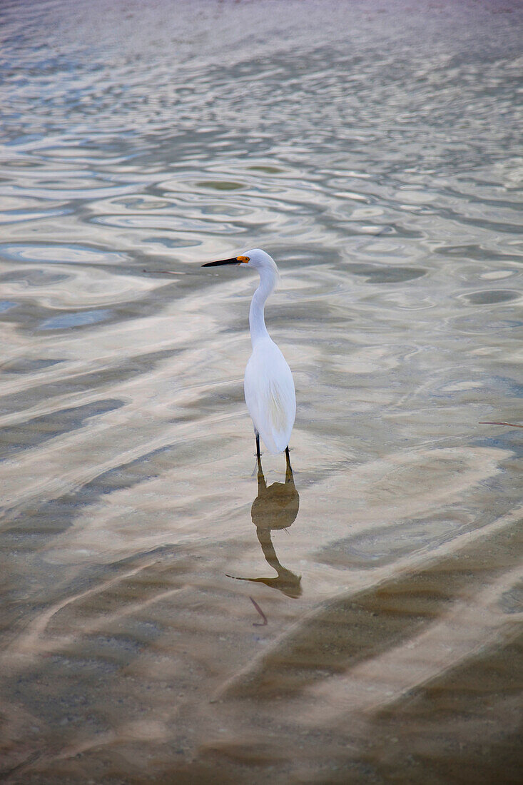 Usa,Florida,Vogel watet im Wasser,Sarasota