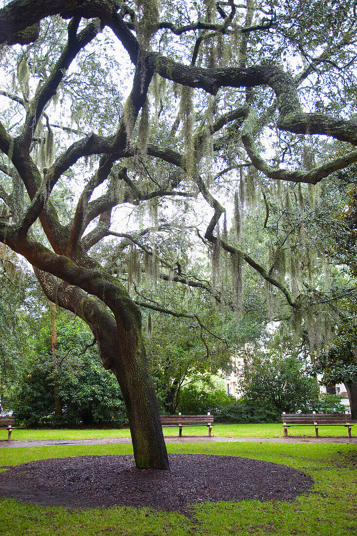 Usa,Georgia,Trees In Park,Savannah