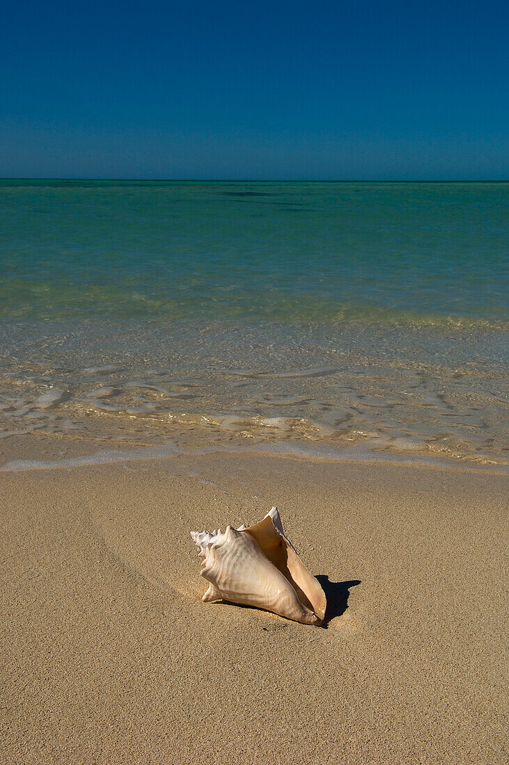 USA,Florida,Florida Keys,Muschelschale am Sandstrand,Key West