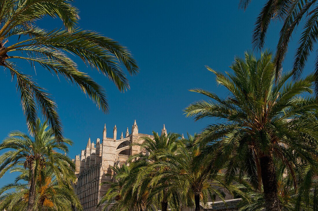 Spain,Majorca,Palm trees and cathedral,Palma