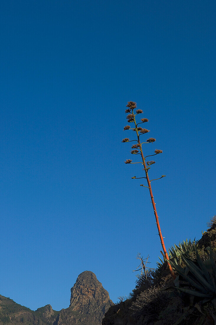 Spain,Canary Islands,Roque de Agando in Integral Nature Reserve,Island of La Gomera