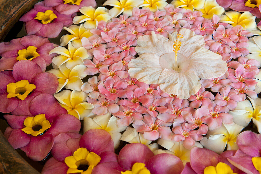 Blumen in einer Schale mit Wasser im Hibiskus-Spa des Dona Sylvia Hotels, Goa, Indien.