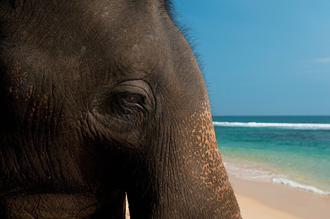 Sri Lanka,in der Nähe von Unawatuna,Nahaufnahme eines Elefanten,Thalpe