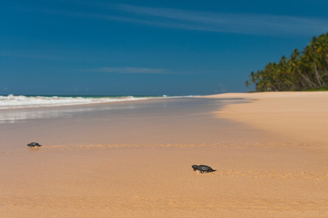 Sri Lanka,Baby-Schildkröten, die zum ersten Mal ins Meer hinausfahren,Unawatuna