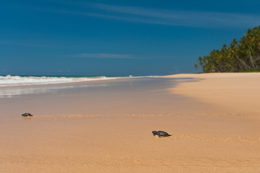 Sri Lanka,Baby turtles heading out to sea for the first time,Unawatuna