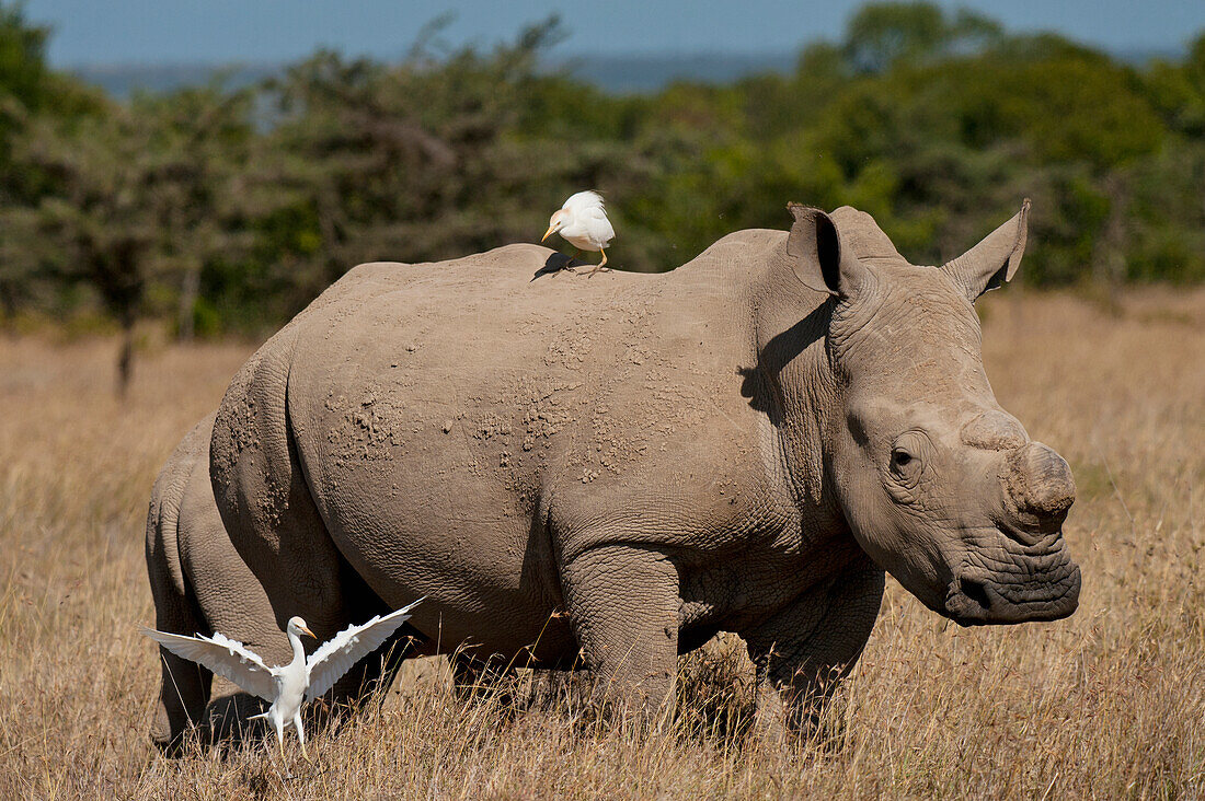 Kenia,Südliches Breitmaulnashorn mit Baby und Reiher im speziellen Nashorn-Schutzgebiet Ol Pejeta Conservancy, Laikipia County