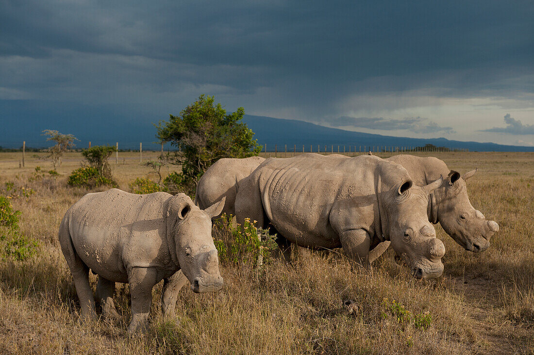 Kenya,Southern White Rhinos in Ol Pejeta Conservancy,Laikipia Country
