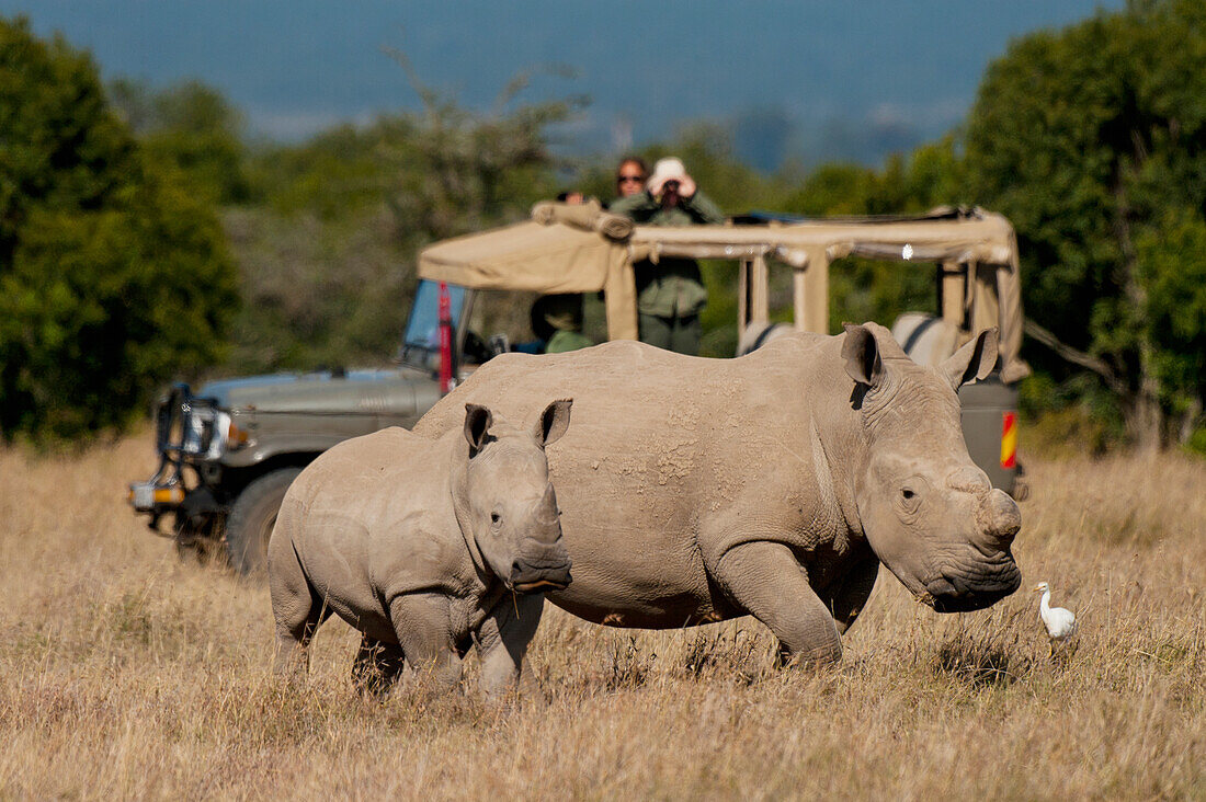 Kenya,Ol Pejeta Conservancy,Laikipia Country,Tourists in 4x4 looking at Southern White Rhino with baby in special rhino sanctuary