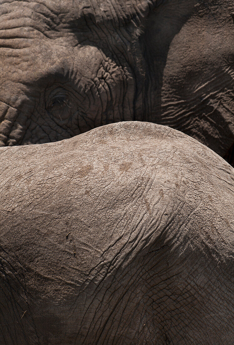 Kenya,Detail of young elephant in front of large old elephant in Ol Pejeta Conservancy,Laikipia Country