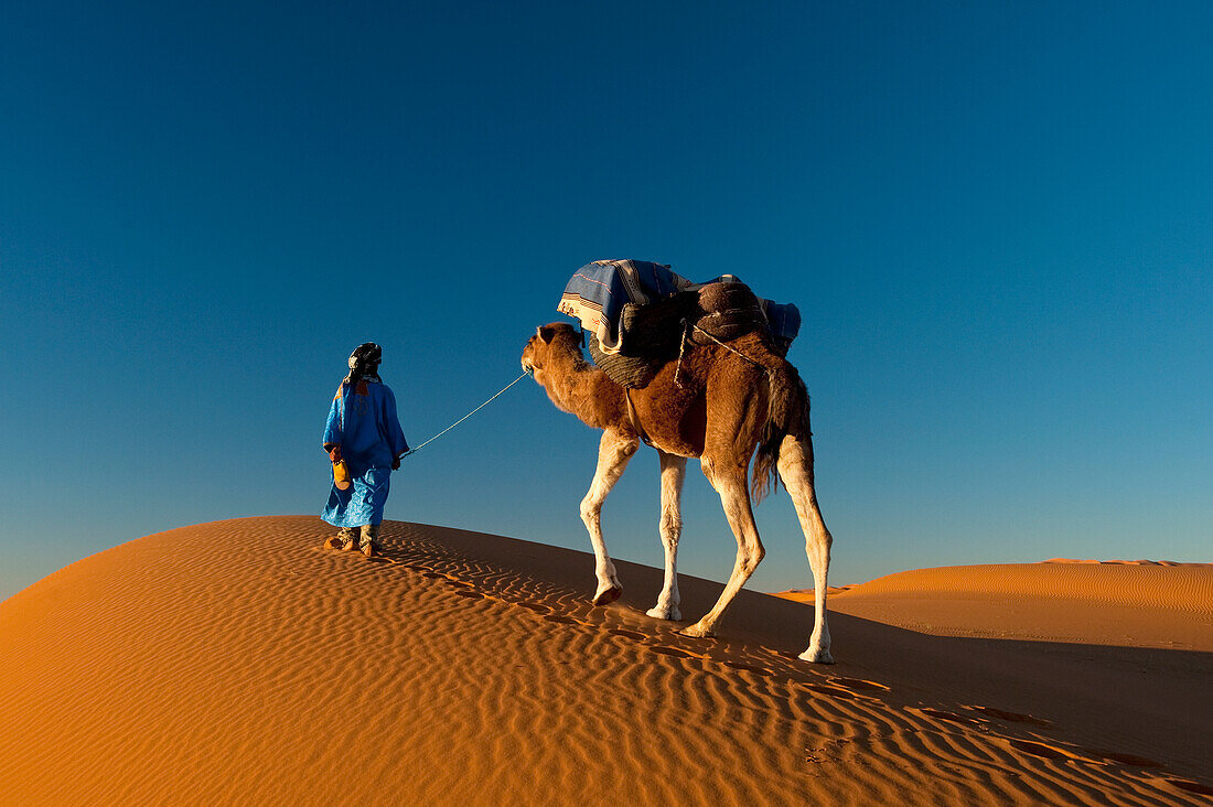 Morocco,Berber 'Blue man' leading camel across sand dunes at dusk in Erg Chebbi area,Sahara Desert near Merzouga