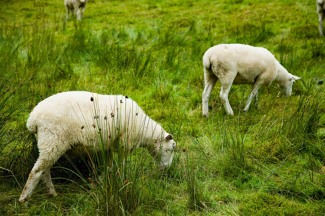 Vereinigtes Königreich,Nordwales,Snowdonia National Park,Schafe grasen am Berghang,Nantgwynant