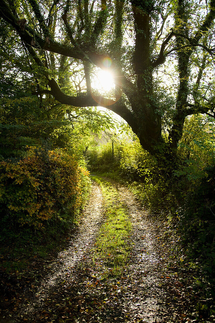 UK,village of Huntsham,Devon,Public Footpath