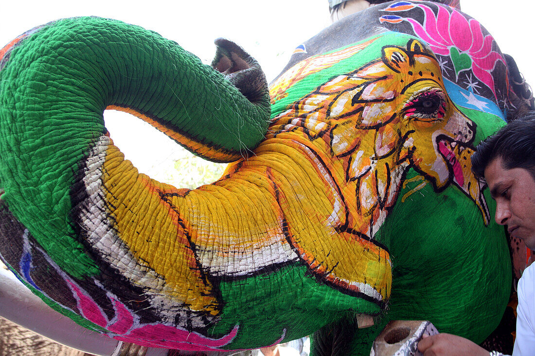 Anlegen von dekorativen Holzstoßzähnen beim Elefantenfest in Jaipur, der Hauptstadt von Rajasthan, Indien. Jährlich stattfindende Veranstaltung im Chaughan-Stadion innerhalb der alten Stadtmauern von Jaipur. Die bei Touristen beliebte Veranstaltung findet einen Tag vor dem indischen Holi-Fest statt, das traditionell