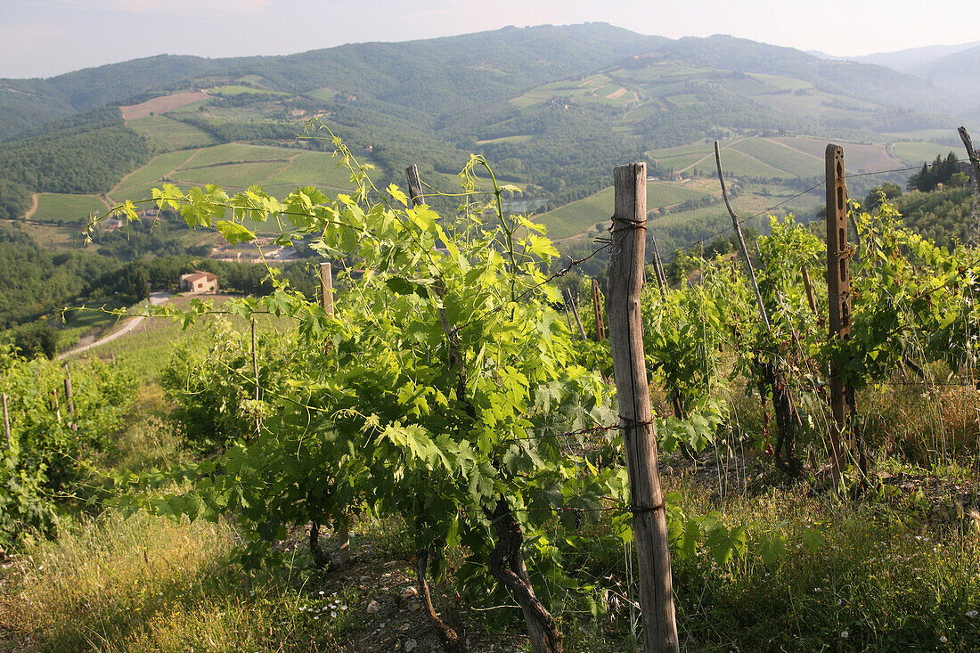 Weinreben auf dem Weinberg am Rande von 'radda in Chianti', einer schönen kleinen Stadt und einer berühmten Region, die für ihren Chianti-Wein bekannt ist, in der Toskana. Italien. Juni.