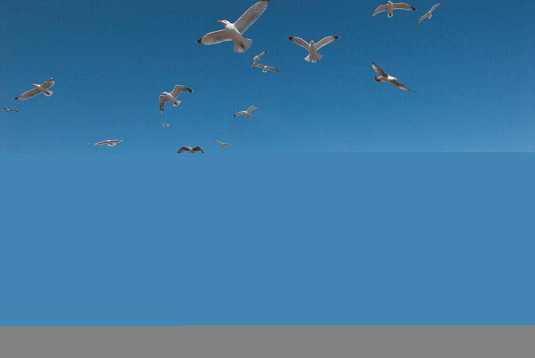 Seagulls In Flight Above The Fish Huts On Aldeburgh Beach,Suffolk,Uk