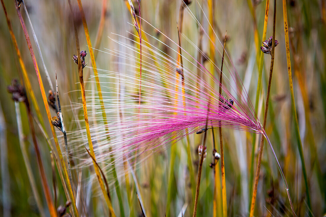 Grönland,Grassamenköpfe während der kurzen Sommerperiode,Grönland