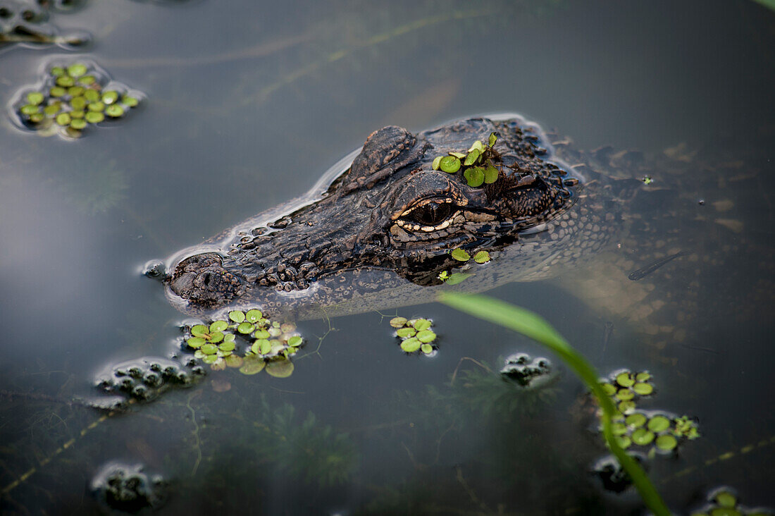 USA,Louisiana,Alligator in den Sümpfen,Breaux Bridge