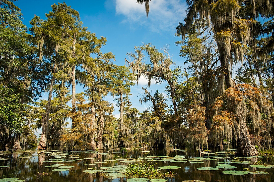 USA,Louisiana,Sumpflandschaft,Breaux Bridge