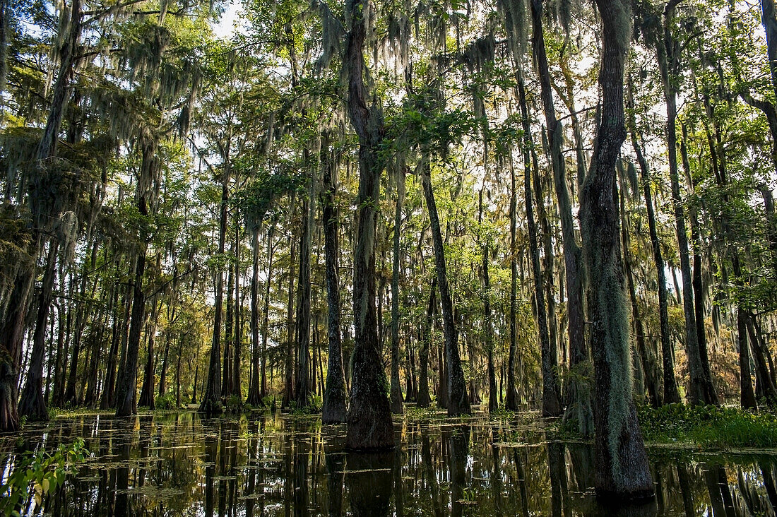 USA,Louisiana,Swamp landscape,Breaux Bridge