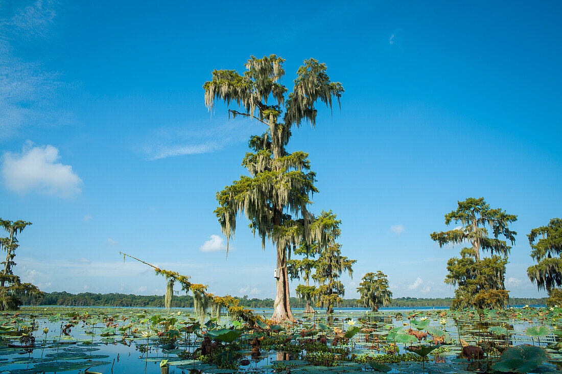 USA,Louisiana,Swamp landscape,Breaux Bridge