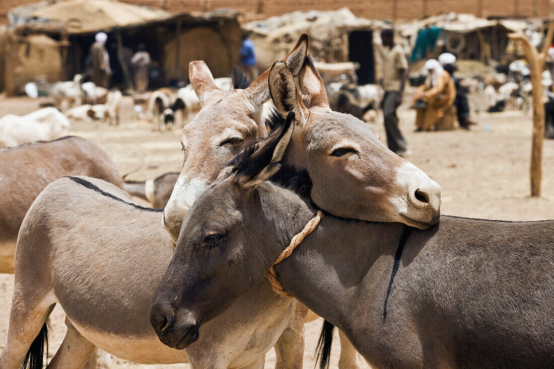 Niger,Air Region,Donkeys tied up together,Agadez