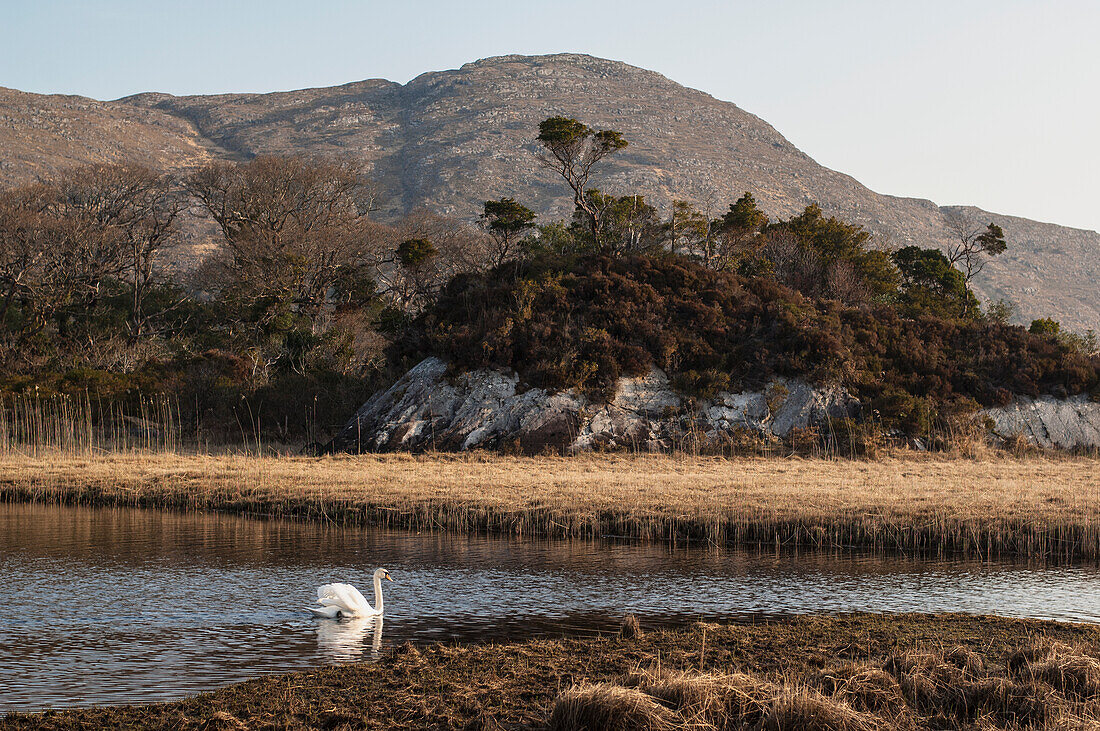 Swan in Upper Lake of Lough Leane,Killarney National Park,County Kerry,Ireland,UK