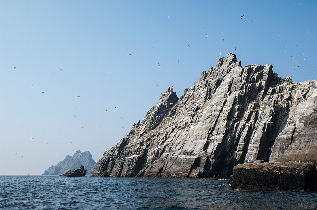 Northern Gannets (Morus bassanus) in flight over rocky coast,Little Skellig,Skellig Islands,County Kerry,Ireland,UK