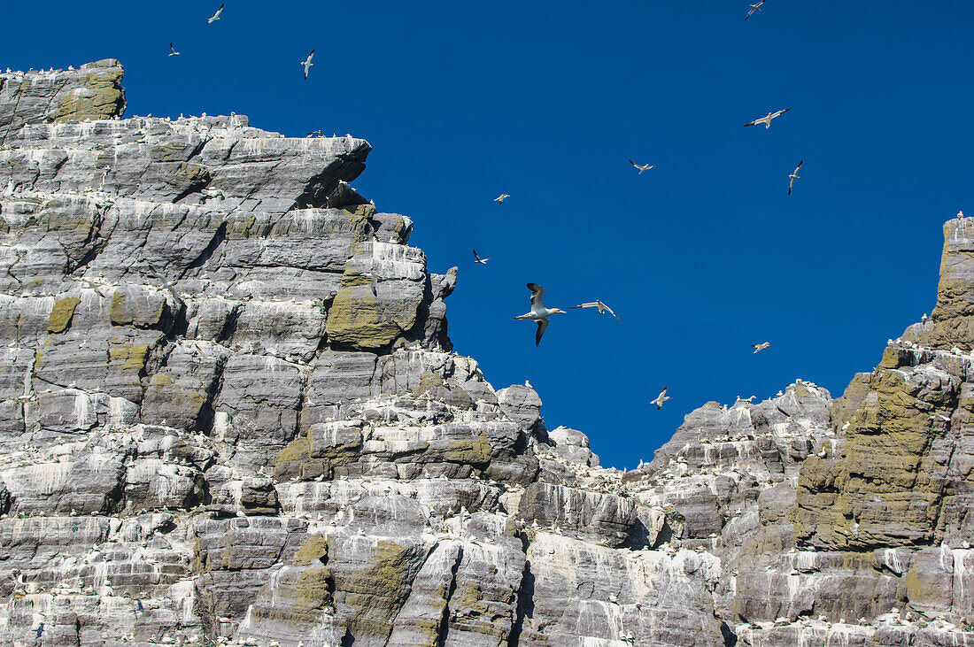 Northern Gannets (Morus bassanus) in flight,Little Skellig,Skellig Islands,County Kerry,Ireland,UK