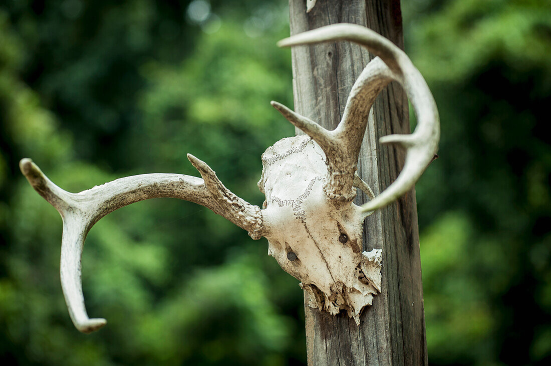 USA,Mississippi,Abandoned antlers in ghost city of Rodney,Rodney