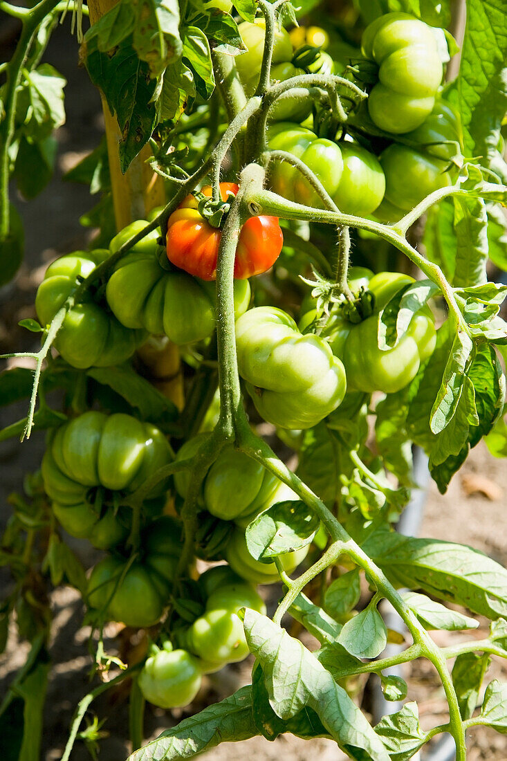 Griechenland,Chalkidiki,Tomaten reifen an mit Bambus gepflockten Rebstöcken,Sithonia