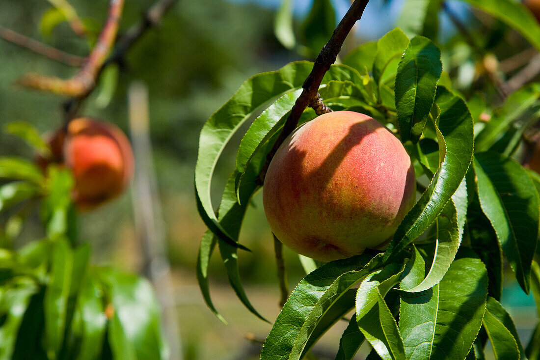Greece,Halkidiki,Peaches ripening in sunshine,Sithonia