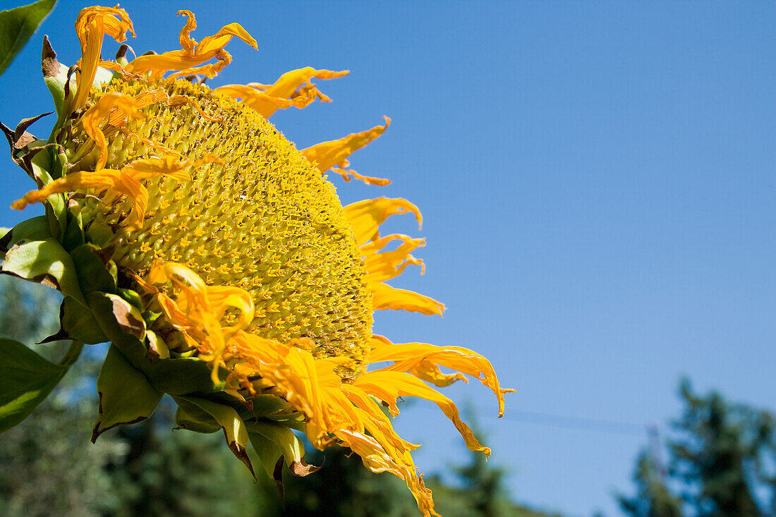 Griechenland,Chalkidiki,Sonnenblumenkopf auf blauem Hintergrund,Sithonia