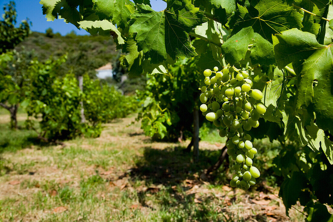 Greece,Halkidiki,Bunches of green grapes on vines in vineyard,Sithonia