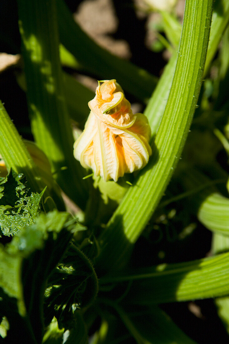 Greece,Halkidiki,Courgette flower,Sithonia