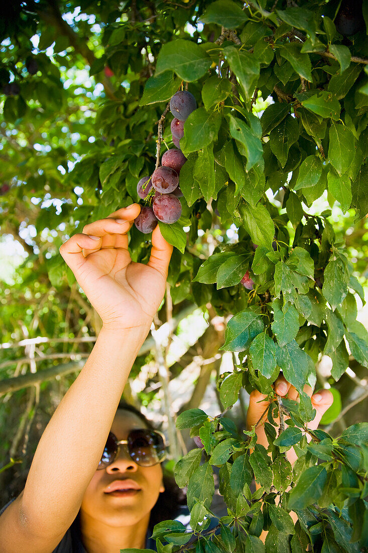 Greece,Halkidiki,Young woman picking plums,Lerissos
