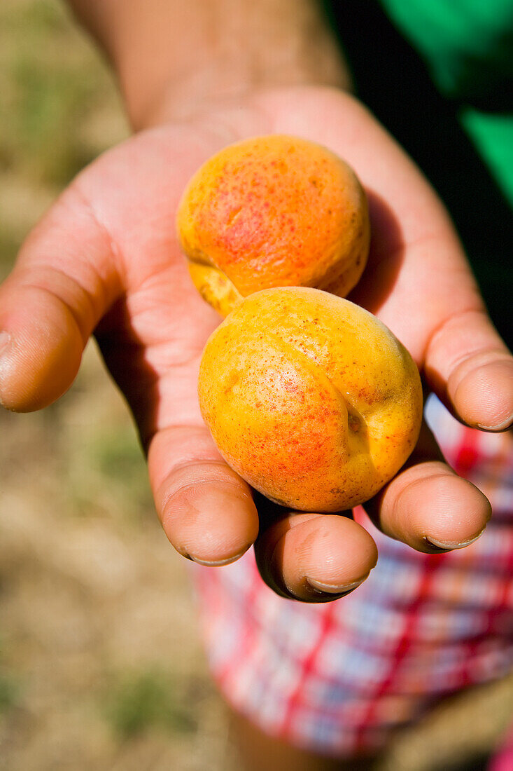 Greece,Halkidiki,Woman's hand holding juicy sun ripened apricots,Sikia