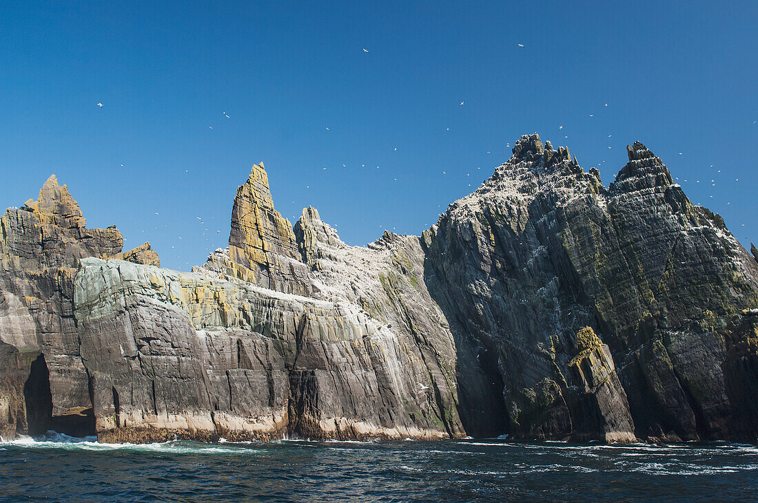 Basstölpel (Morus bassanus) im Flug,Little Skellig,Skellig Islands,County Kerry,Irland,UK