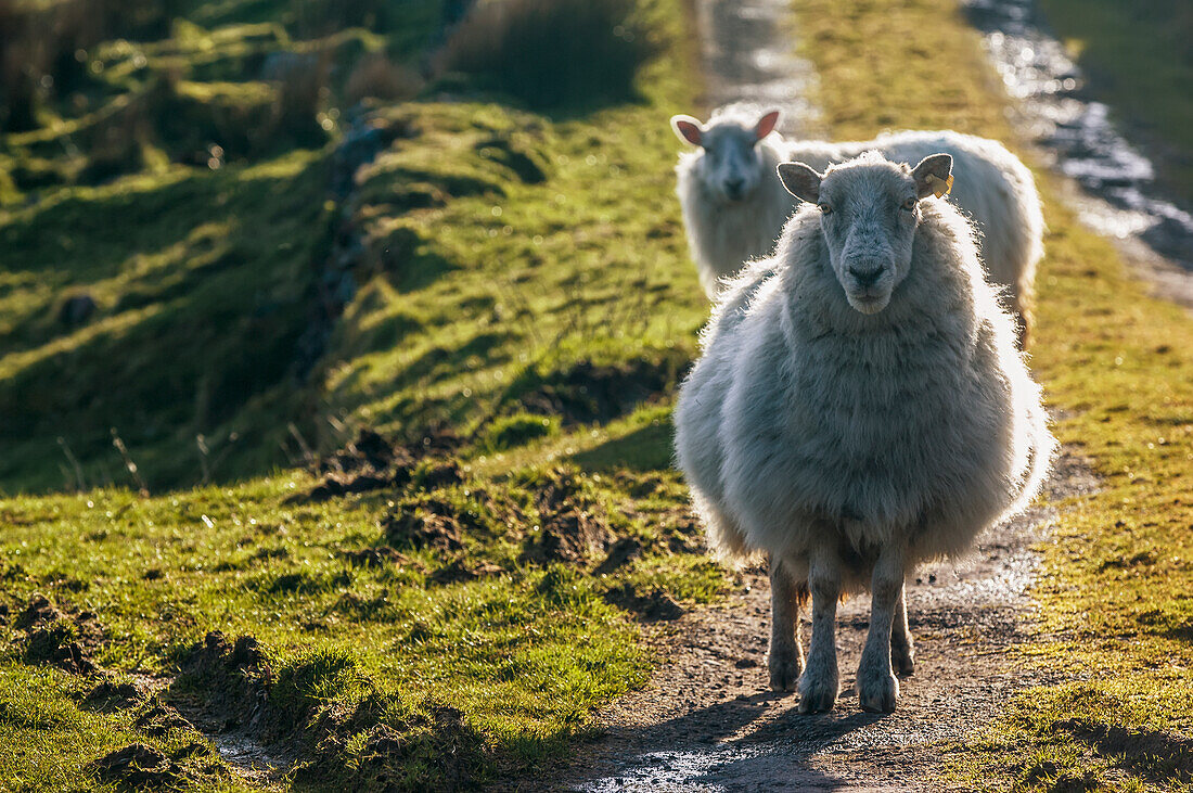 Schafe auf einem Weg, Ballinskelligs, County Kerry, Irland, UK