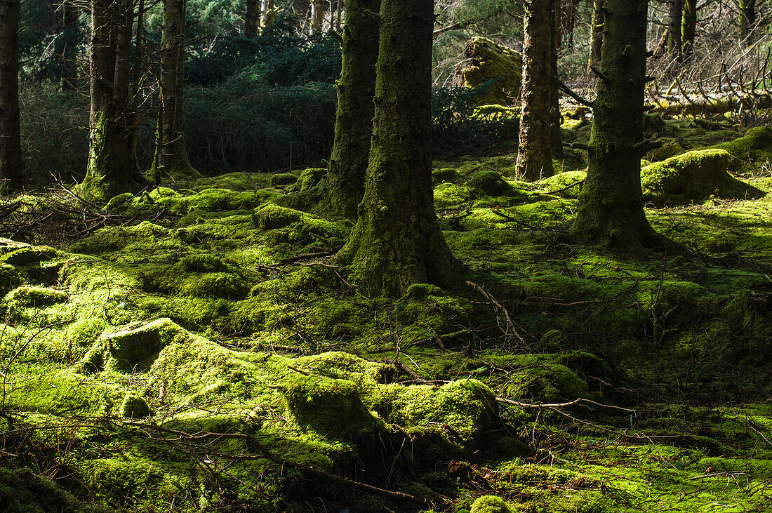 Moss in woods,Valentia Island,County Kerry,Ireland,UK