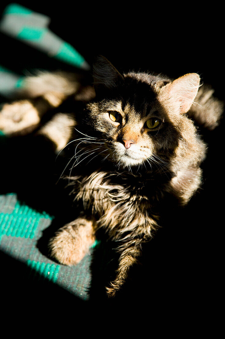 Greece,Halkidiki,Cat warming up in patch of sunlight,Ierissos