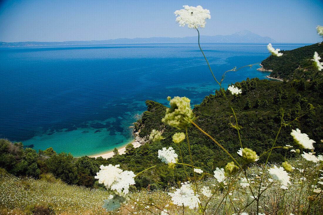 Griechenland,Chalkidiki,Idyllischer Küstenblick mit Wildblumen im Vordergrund,Sithonia