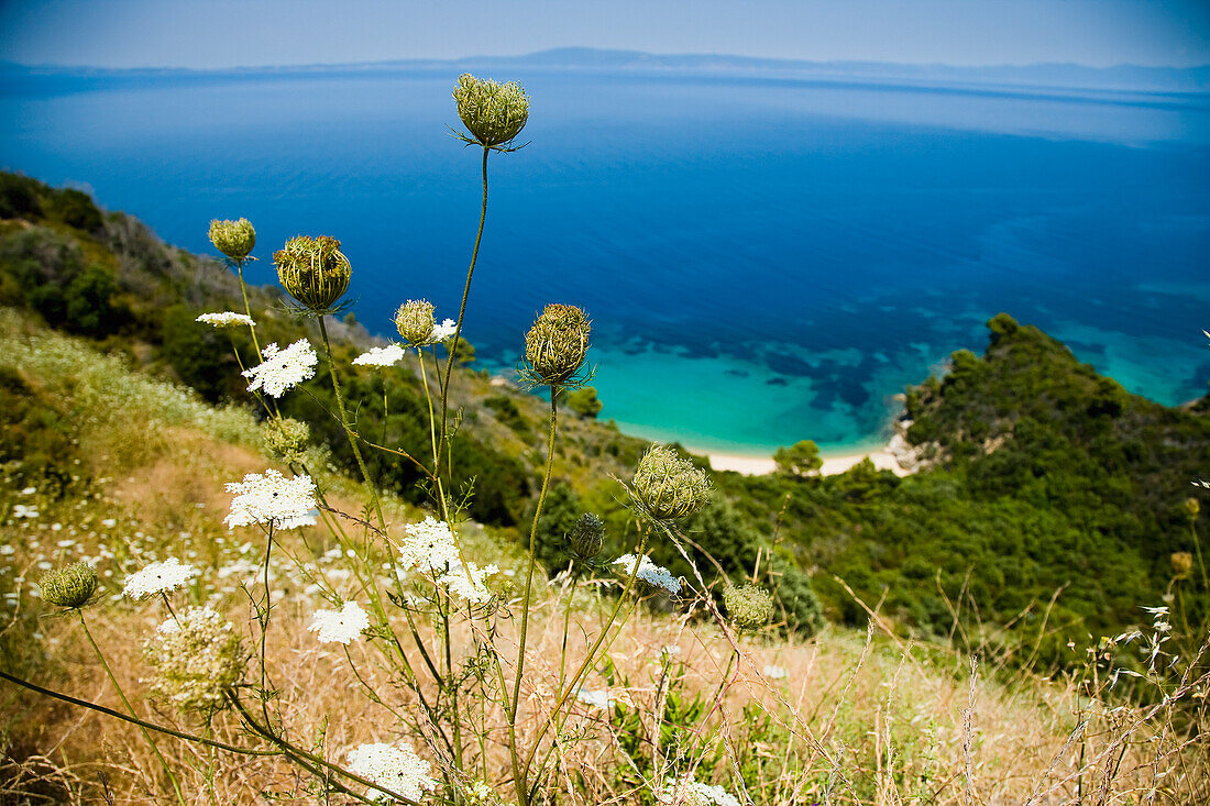 Greece,Halkidiki,Idyllic coastal view with wildflowers in foreground,Sithonia