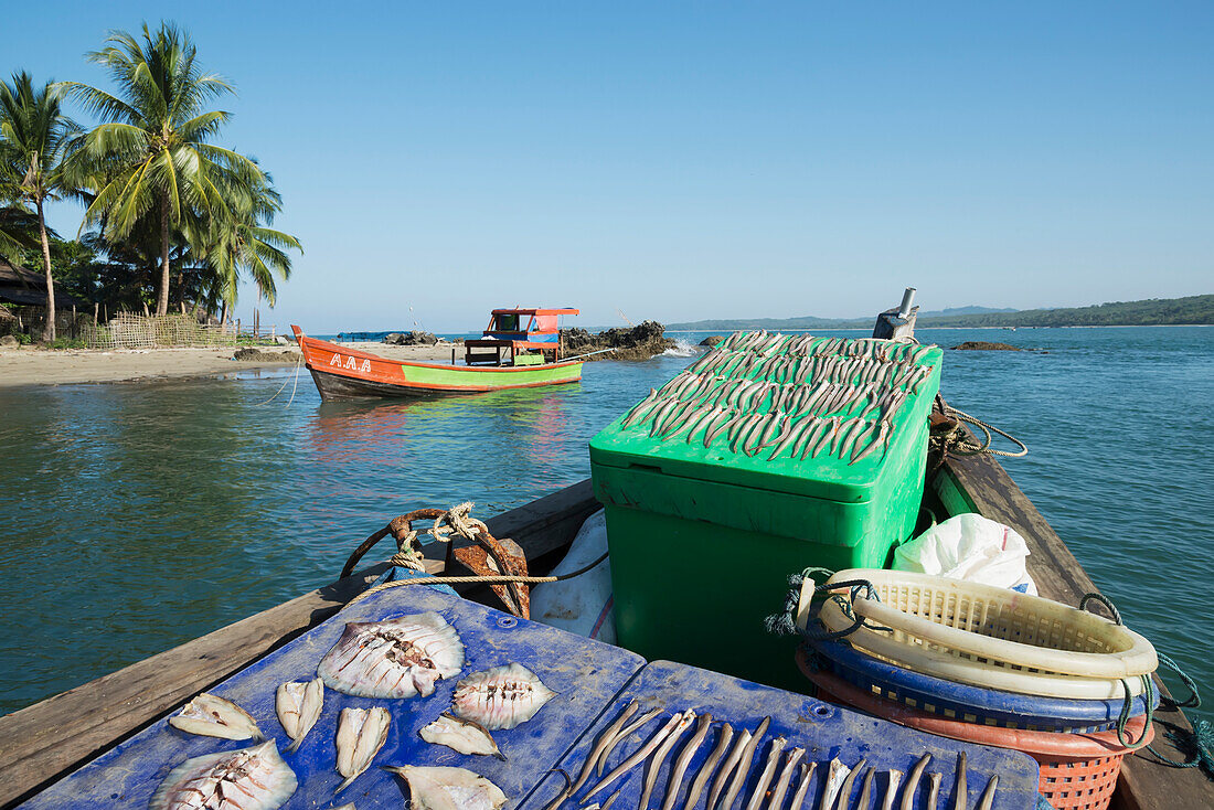 Myanmar (Burma),Irrawaddyi division,Fishing catch on fishing boat,Nag Yoke kaung village