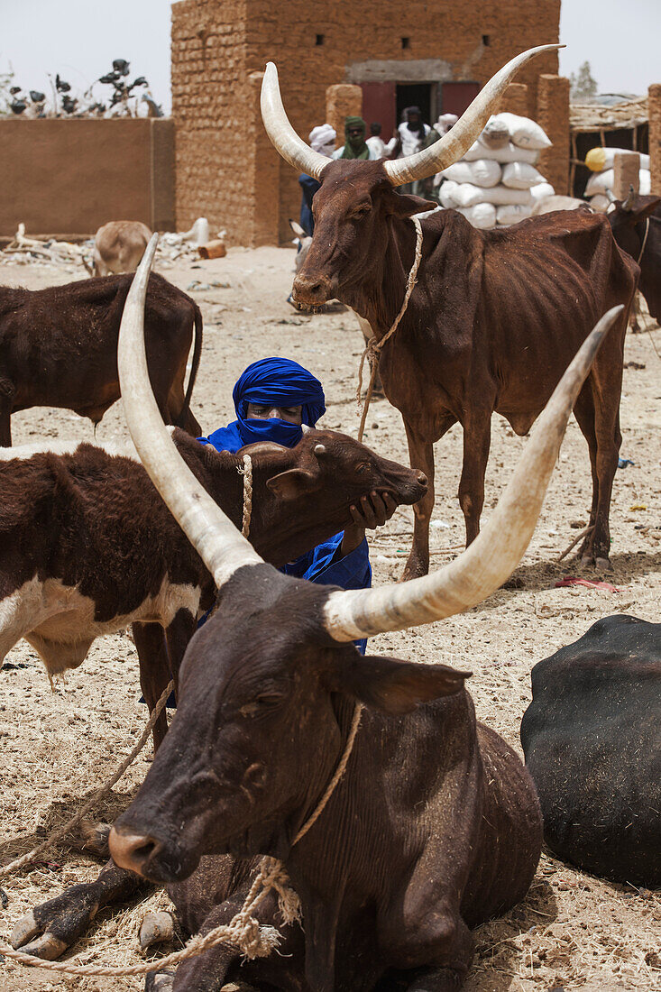 Tuareg und Viehherde,Agadez,Niger
